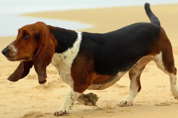 A miniature Basset Hound taking a walk off leash at the beach.