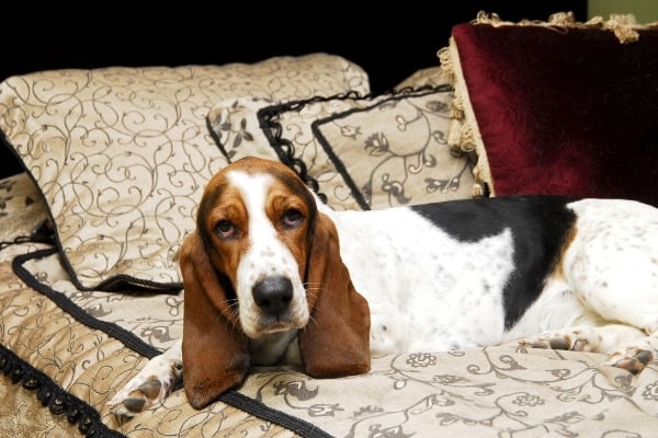 An adult miniature Basset Hound relaxing on a human's bed.