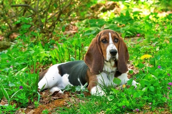 A beautiful Basset Hound relaxing in a shady, grassy area.
