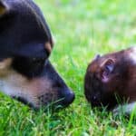 A Miniature Pinscher nosing a hamster outdoors on the grass.