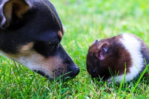 A Miniature Pinscher nosing a hamster outdoors on the grass.