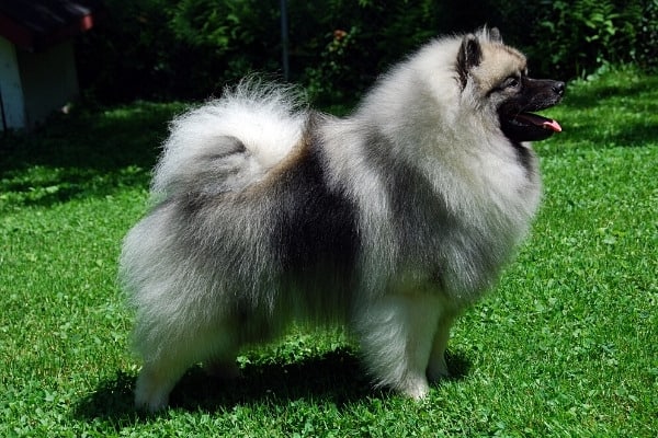 A Keeshond in a backyard posing as if he's in a dog show.