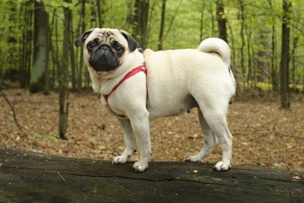 A cute pug wearing a red harness standing on a log in the woods.