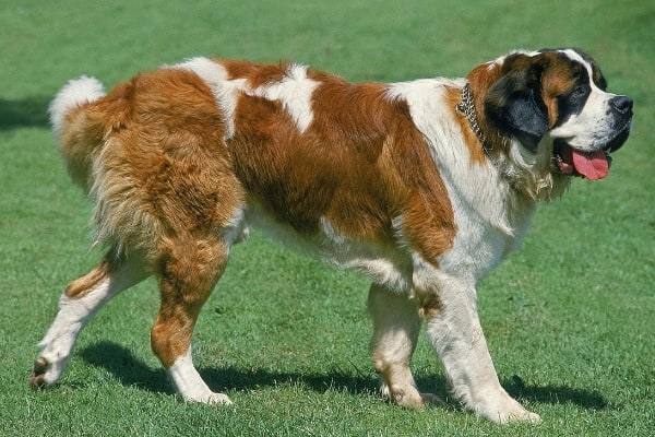 An adult Saint Bernard walking on green grass.