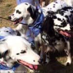 Long-Haired Dalmatian: Complete Breed Guide & Breeder List
