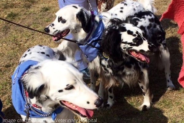 A group of three Long-Haired Dalmatians standing with their owners.