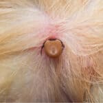 A tick attached to a golden-haired dog.