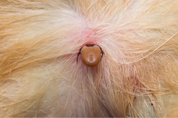 A tick attached to a golden-haired dog.