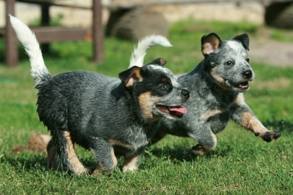 Two cute Blue Heeler puppies running across a green lawn.