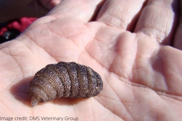 A large botfly larva in a person's hand.