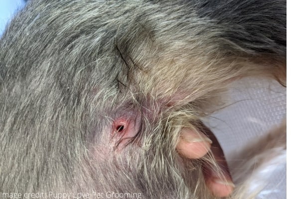 Wolf Worms in Dogs: Cuterebra Causes, Identification & Removal (2023) Wolf Worms in Dogs: Cuterebra Causes, Identification & Removal (2023)