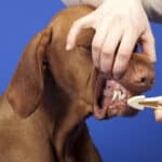 A person brushing a Vizsla's teeth with a dog toothbrush.