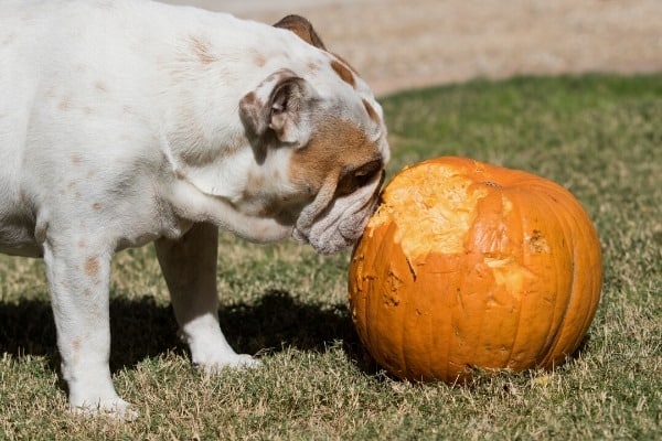 A white-and-brown bulldog chewing on a whole pumpkin.