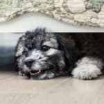 Why Dogs Like To Sleep Underneath the Bed - Top 6 Reasons (2023)