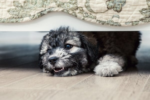 A cute gray and white puppy peeking out from under a bed.