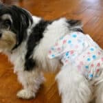 A cute black-and-white dog wearing a diaper with colorful paw prints on it.