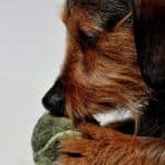 A wiry-haired Dachshund nibbling on a tennis ball.