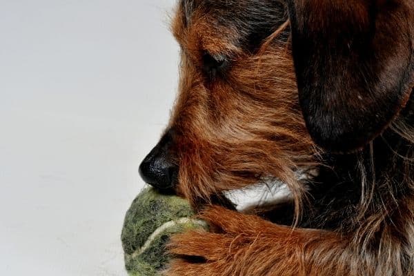 A wiry-haired Dachshund nibbling on a tennis ball.