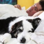 A black and white dog cuddled up in bed beside his sleeping owner.