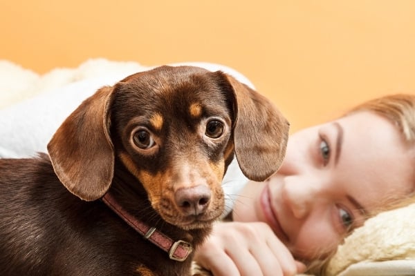 A Dachshund puppy in bed with his female owner.