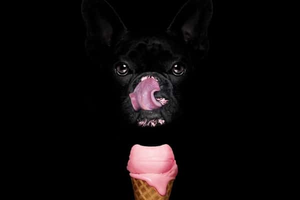 A black French bulldog licking his lips and a strawberry ice cream cone on a black background.