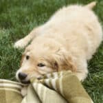 7 Reasons Why Your Dog Nibbles on Blankets & What To Do