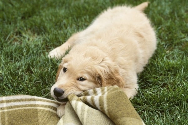 A young Golden Retriever chewing on a tan plaid blanket outside.
