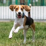 A happy Beagle running on green grass with a white fence in the background.