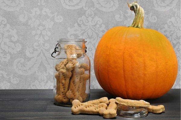 A jar of homemade dog bones sitting beside a whole pumpkin.