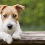 A cute Jack Russell puppy lying on a wood platform outside.