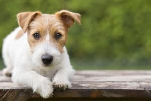 A cute Jack Russell puppy lying on a wood platform outside.