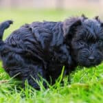 A cute black Schnauzer puppy pooping in the grass.