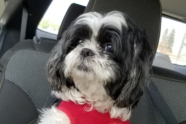 A Shih Tzu wearing a pink cloth harness sitting in a car.