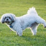 A white Shih Tzu lifting his left to urinate on the lawn.
