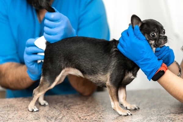 A veterinarian emptying a Chihuahua's anal glands.