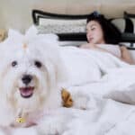 Why Do Dogs Sleep With Their Bum Facing You? 9 Reasons (2023)