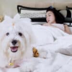 A small white dog lying in a bed with a sleeping woman.