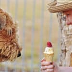 Can Dogs Eat Strawberry Ice Cream? How Much Is Too Much?