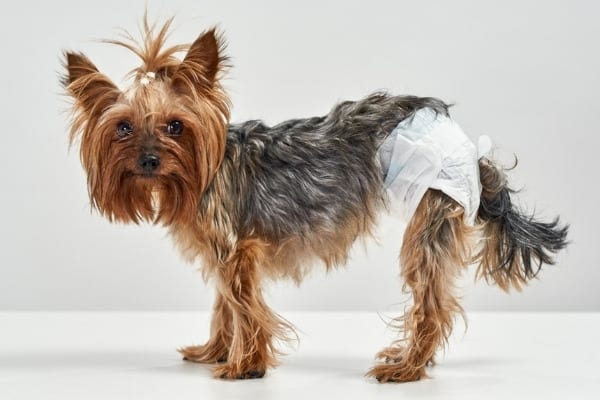 A cute Yorkshire terrier wearing a white diaper.