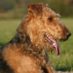 An adult Airedale Terrier lying outside on green grass.