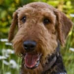 7 Reason Why Airedale Terriers Bark & How To Control It