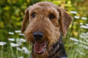 An Airedale Terrier outdoors panting with white flowers in the background.