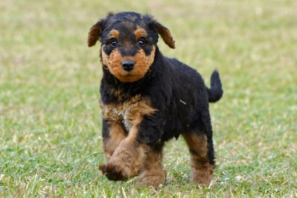 An Airedale Terrier puppy running across the grass.