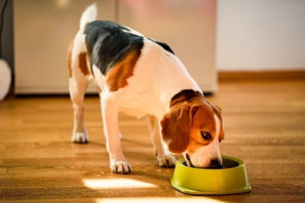 A Beagle eating kibble out of a light-green bowl in a kitchen.