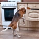 12 Ways To Keep Your Dog Out of Cabinets, Drawers, Cupboards