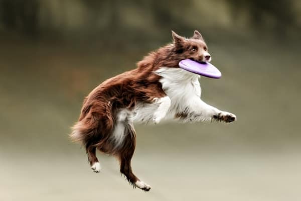 A brown-and-white Border Collie leaping through the air to catch a Frisbee.