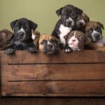 A litter of Boxer puppies in a wood crate indoors.