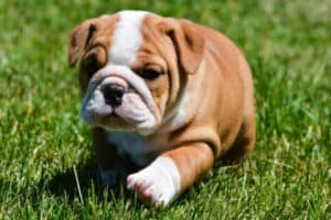 A cute little English Bulldog puppy walking on green grass.
