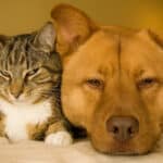 A large brown dog lying beside a tabby cat.