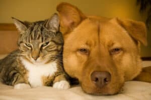 A large brown dog lying beside a tabby cat.